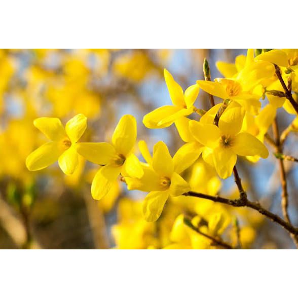 Forsythia Mix