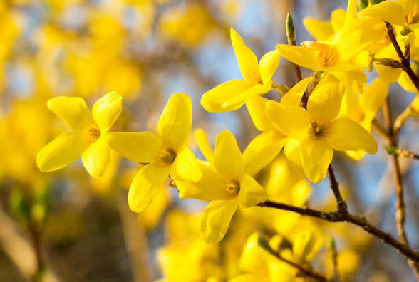 Forsythia Mix